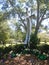 Wooden Easter cross veiled with white under majestic oak trees.