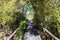 Wooden elevated pathway in woodland nature park