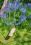 A wooden empty swing with Bluebell flower growing in a green garden. Many blue flowers in harmony with nature, tranquil