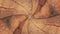 Wooden endless mesmeric hypnotic spiral seamless loop animation background new quality vintage style cool nice beautiful