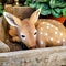 A wooden fawn carving inside a box