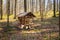 wooden feeder for forest animals, in the forest