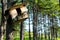 Wooden feeder hanging in the tree