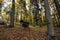 Wooden feeding rack standing in the forest. Feeding place for wild game. autumn season