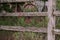 Wooden fence with autumn sage bush