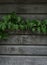 Wooden fence background texture with ivy