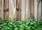 Wooden fence behind patchouli plant