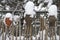 Wooden fence and ceramic jars covered with snow