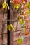 Wooden fence entwined with colorful leaves of virginia creeper.