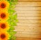 Wooden fence, green leaves and sunflowers
