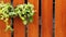 Wooden Fence with ivory betel plants