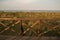 Wooden fence, meadow and sea landscape, Italy.