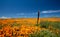 Wooden fence post in field of California Golden Poppies during springtime super bloom in southern California high desert