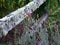 A wooden fence with thick silver lichen and Autumn lavender