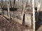 Wooden fence and trees and fallen brown leaves