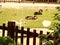 Wooden fence, white duck, black and white swan swimming in the pond inside the park