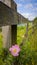 Wooden Fence with Wild Flower - English Countryside