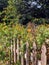 Wooden fenced community garden