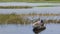 Wooden fishing boat on a swamp marsh lake water. Patches of green vegetation are seen. Photo taken near chilika lake, rambha