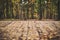 Wooden floor terrace over autumn forest background