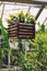 Wooden flowerbed hanging on the roof balk with green grass flowers plants inside