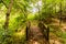 Wooden foot bridge in a woodland park