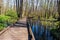 Wooden foot path across the marsh in spring forest at sunny day