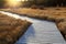 Wooden footbridge across the wetland