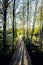 Wooden footbridge between birch and pine trees during sunset, Chalupska slat, Sumava National Park, Czech Republic