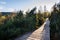 Wooden footbridge between birch and pine trees during sunset, Chalupska slat, Sumava National Park, Czech Republic