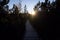 Wooden footbridge between birch and pine trees during sunset, Chalupska slat, Sumava National Park, Czech Republic