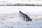 Wooden footbridge in a frozen snowy pond in the Highlands