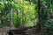 Wooden footbridge inside the forest