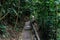 Wooden footbridge inside the forest