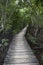 Wooden footbridge in the mangrove forest, Seychelles