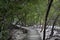 Wooden footbridge in the mangrove forest, Seychelles