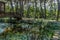 Wooden footbridge over small man made pond