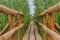 Wooden footbridge in reeds