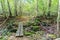Wooden footbridge by a trail in a deciduous forest