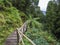 Wooden footbridge in tropical forest with moss and tree ferns and footpath hiking trail near furnas, Sao Miguel island