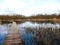 Wooden footpath through bioreserve