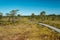 wooden footpath boardwalk in the bog swamp area