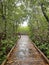 Wooden footpath boardwalk in swamps southwest Florida