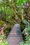 Wooden footpath bridge through lush tropical rainforest, Mahe, Seychelles.