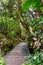 Wooden footpath bridge through lush tropical rainforest, Morne Blanc hiking trail, Seychelles.