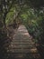 Wooden Footpath in dark forest with wild plant and tree