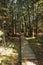 Wooden footpath through the Ibm Moorland in upper Austria, in early autumn.