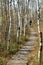 Wooden footpath through the Ibm Moorland in upper Austria, in early autumn.