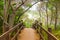 Wooden forest trail boardwalk