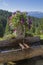 Wooden fountain with summer flowers